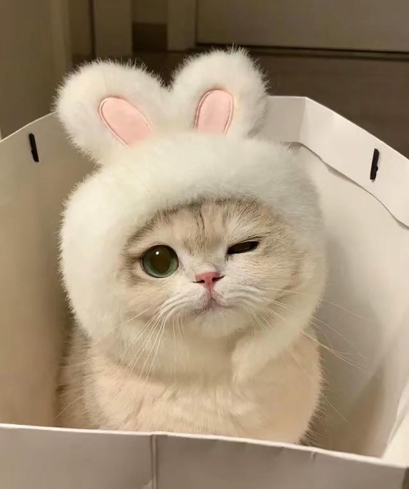 anh mèo
