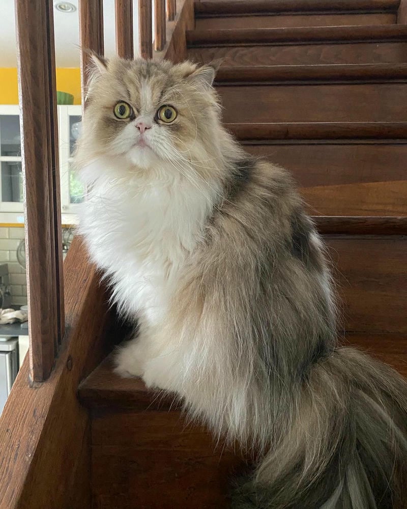 ảnh mèo con cute