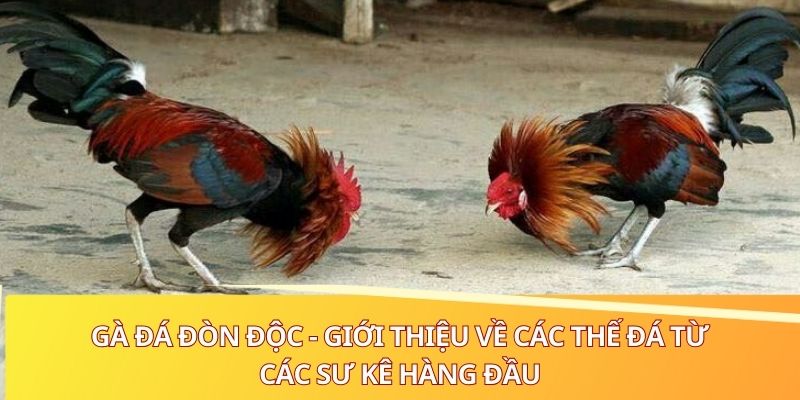 ga da don doc gioi thieu ve cac the da tu cac su ke hang dau