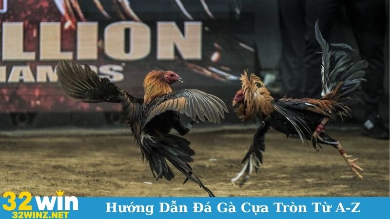 Huong Dan Da Ga Cua Tron Tu A Z