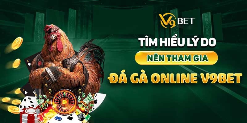 Ly do nen tham gia da ga v9bet