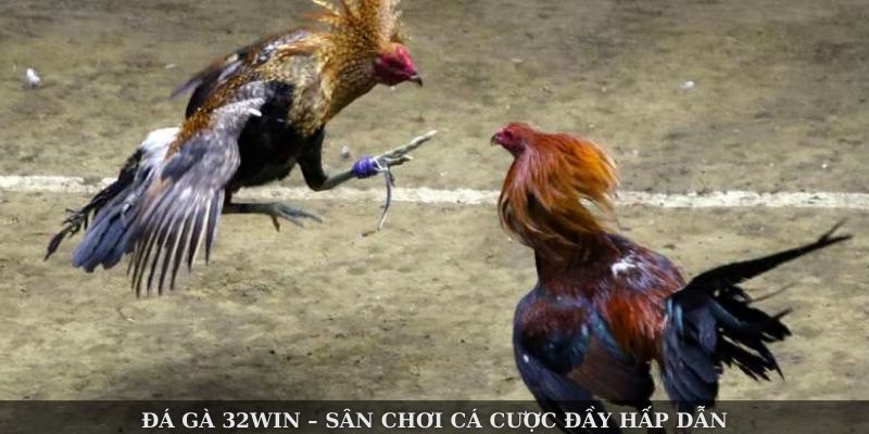 cac loai hinh da ga dang co mat tai 32win hien nay