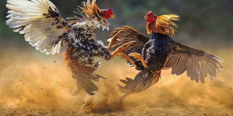 kinh nghiem chon keo cuoc da ga chuan xac tai 32win