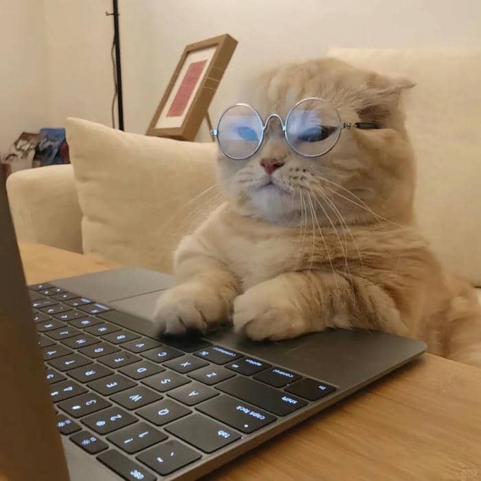 ảnh avatar mèo cute