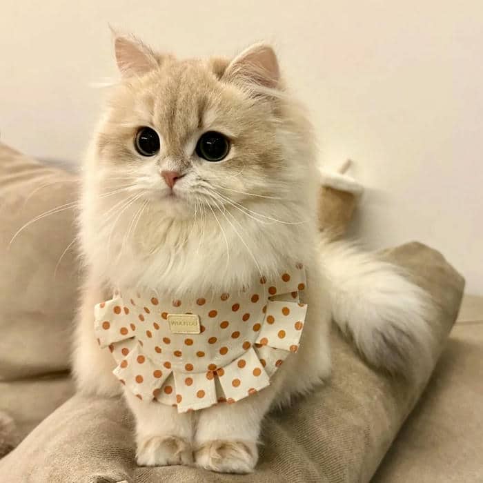 ảnh avatar mèo