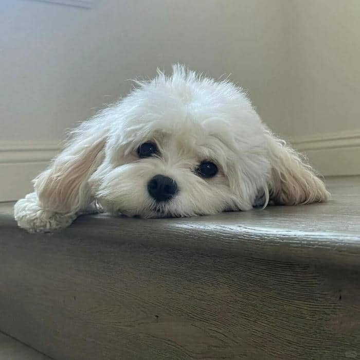 ảnh chó cute hài hước