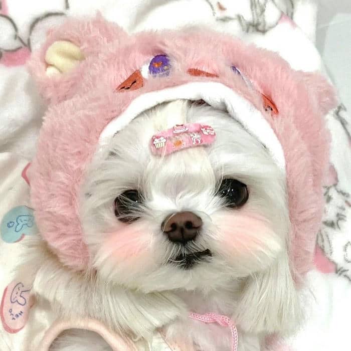 ảnh của chó