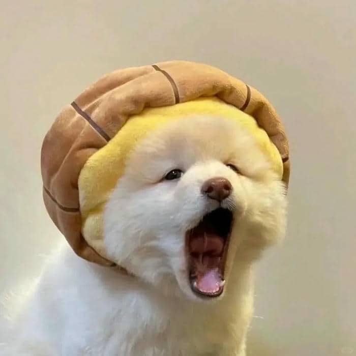 ảnh cute vô tri