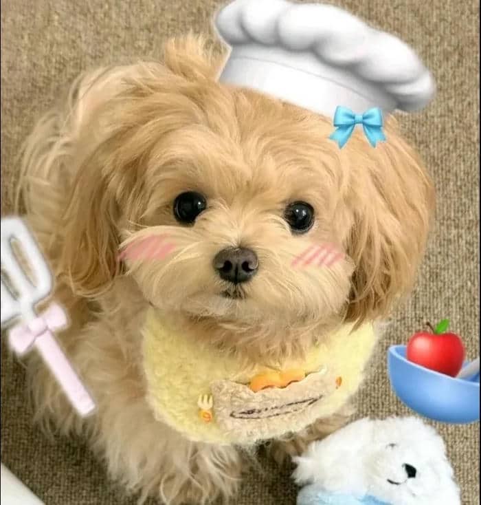 ảnh đại diện chó