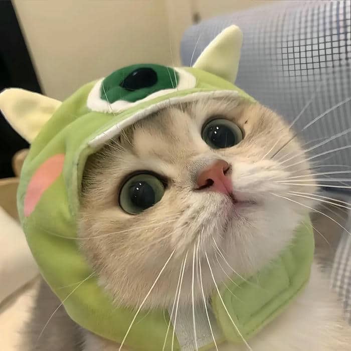 ảnh đại diện con mèo