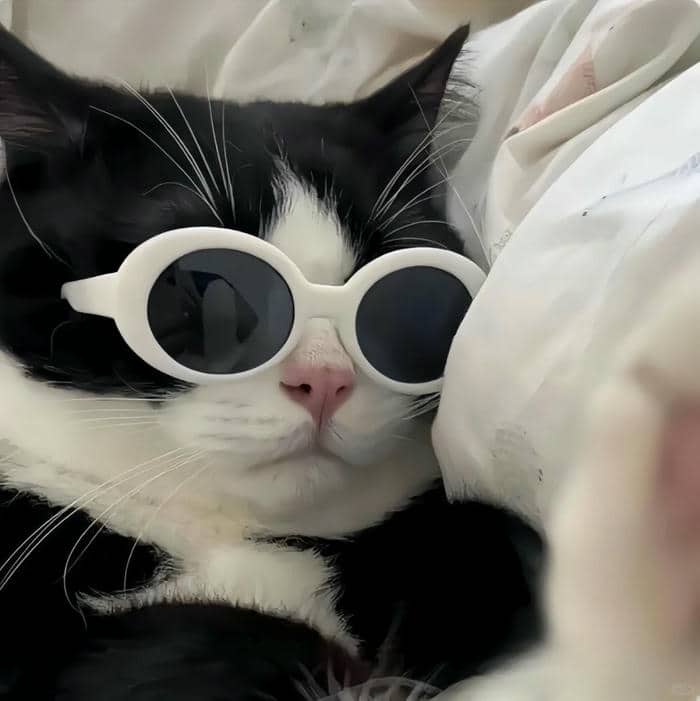 ảnh đại diện mèo cute