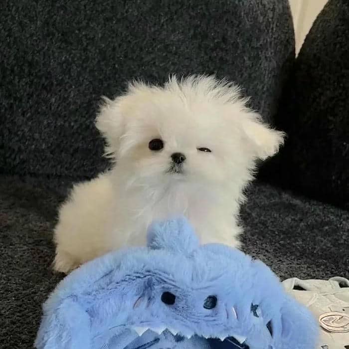 ảnh đại diện tik tok