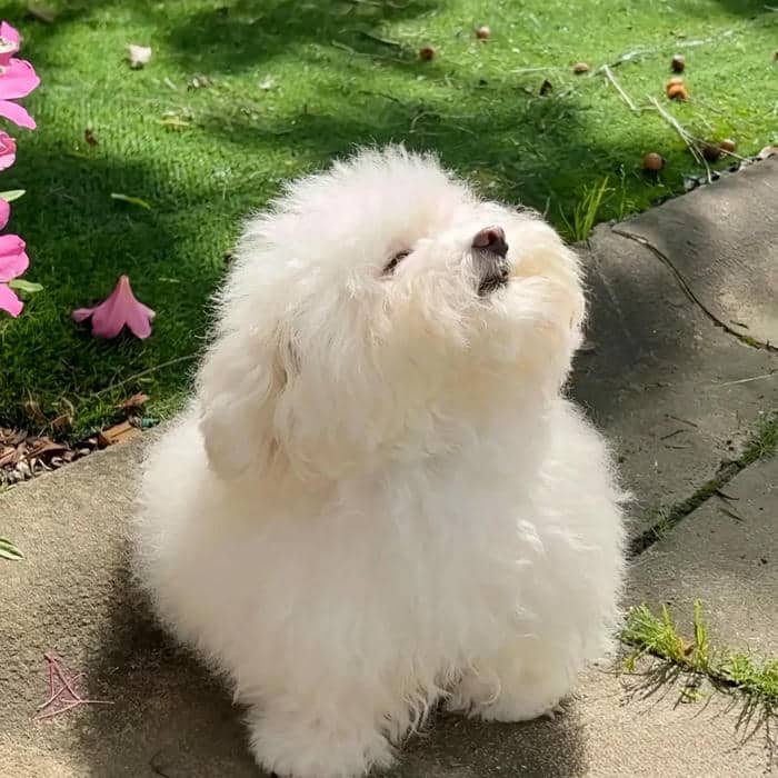 ảnh để tiktok