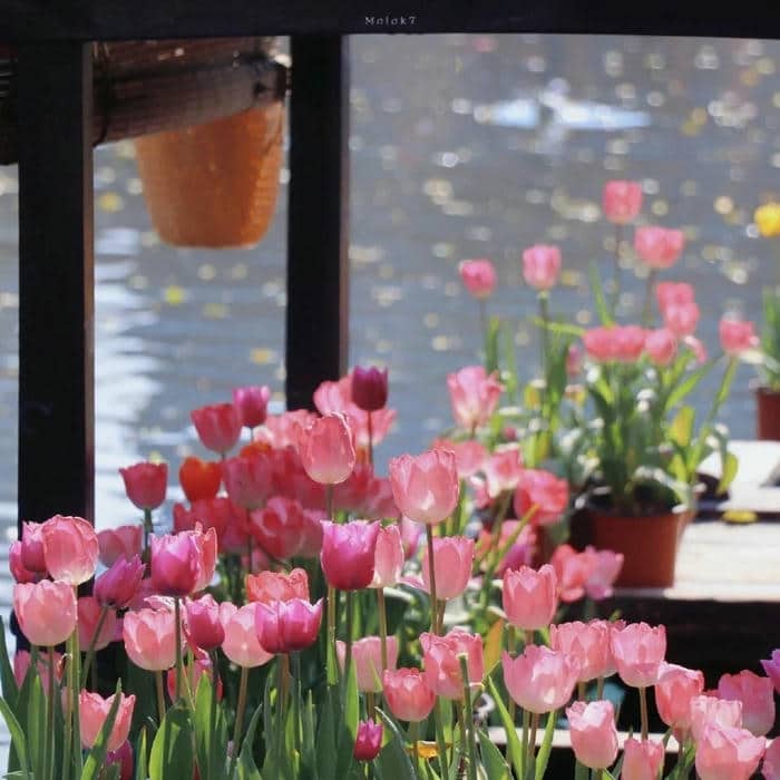 ảnh đẹp hoa tulip
