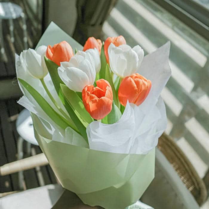 ảnh hoa tulip sáng