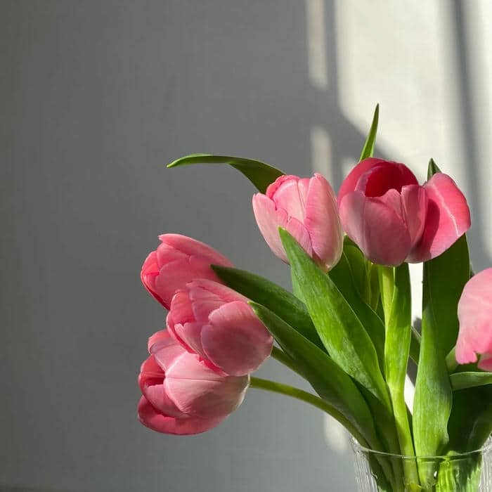 ảnh hoa tulip