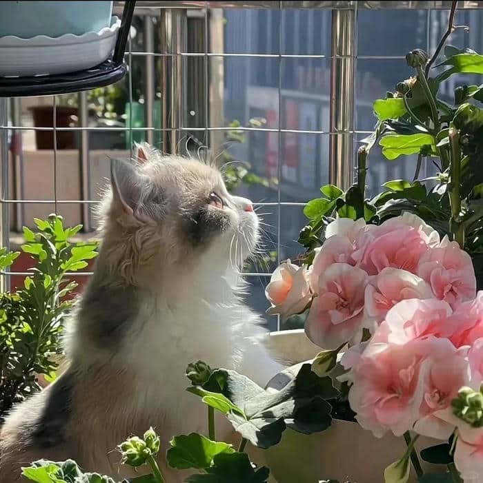 ảnh làm avatar tiktok