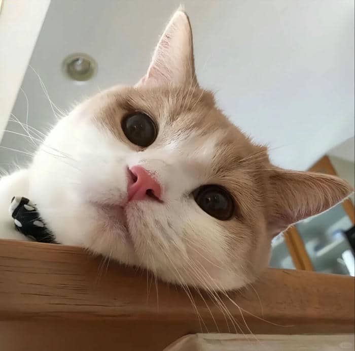 ảnh mèo ngầu chất