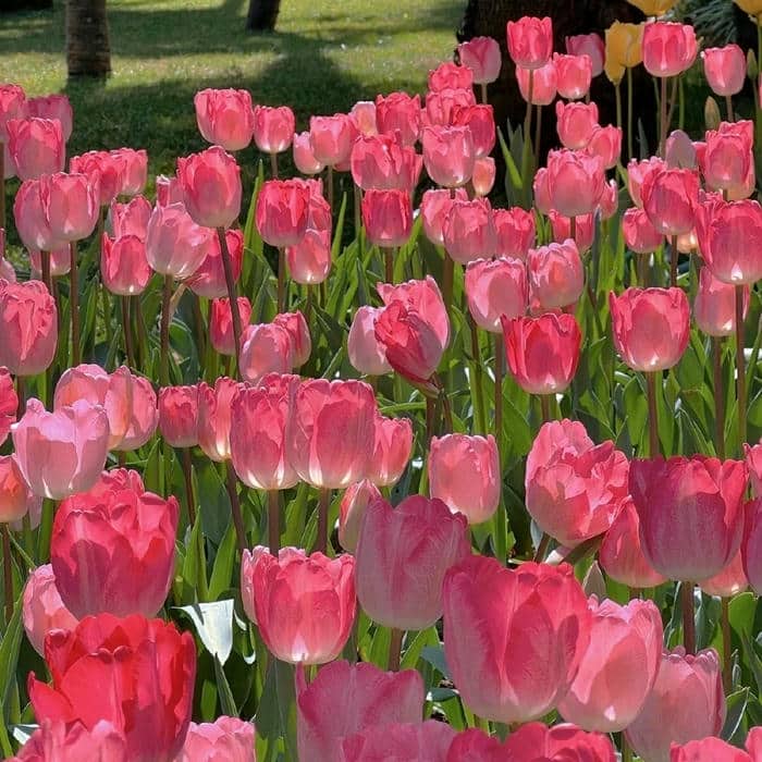 ảnh nền hoa tulip