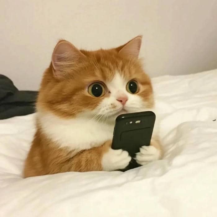 ảnh nền mèo