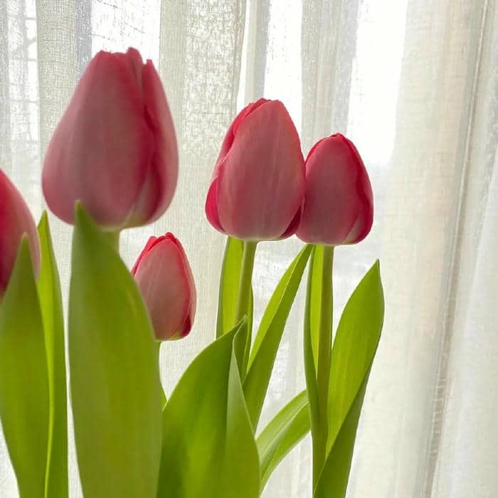 ảnh tulip