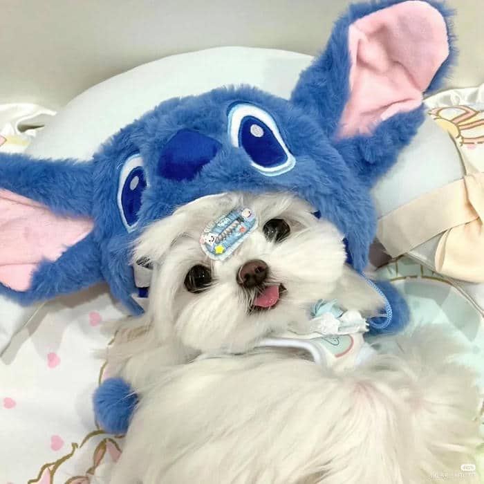 avatar chó cute