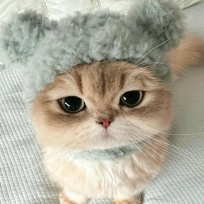 avatar con mèo
