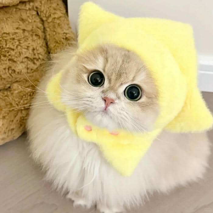 avatar cute mèo