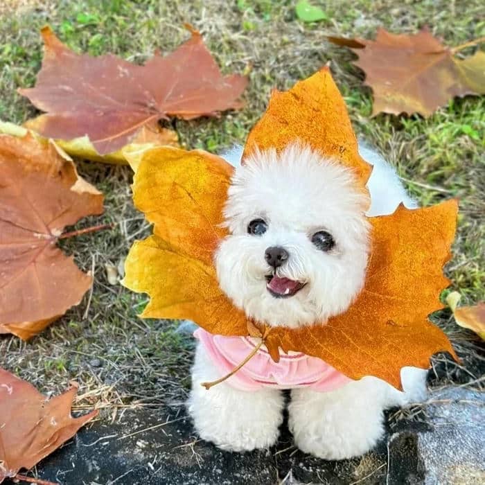 avatar để tiktok
