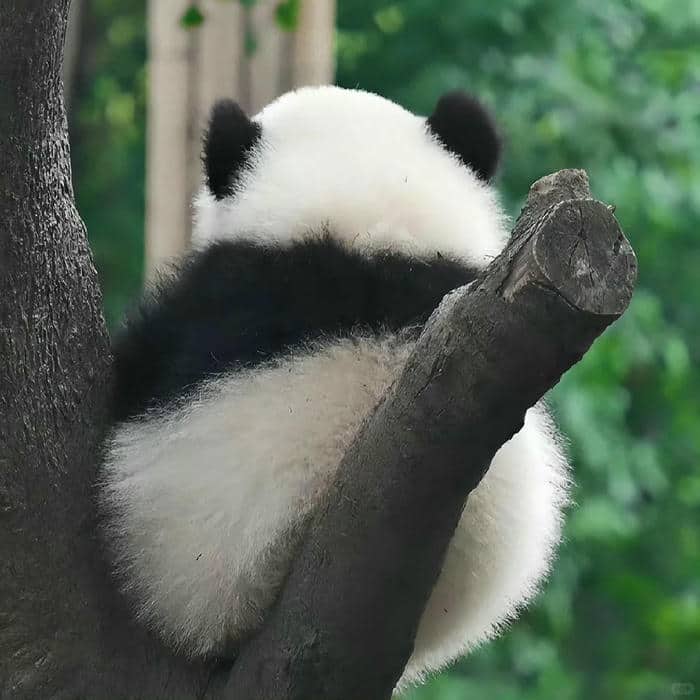 avatar gấu trúc (28)