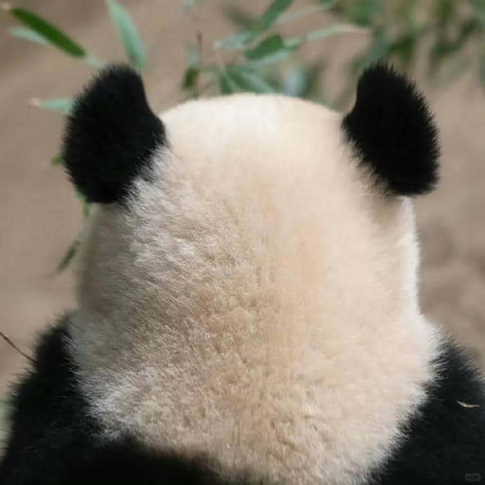 avatar gấu trúc (31)