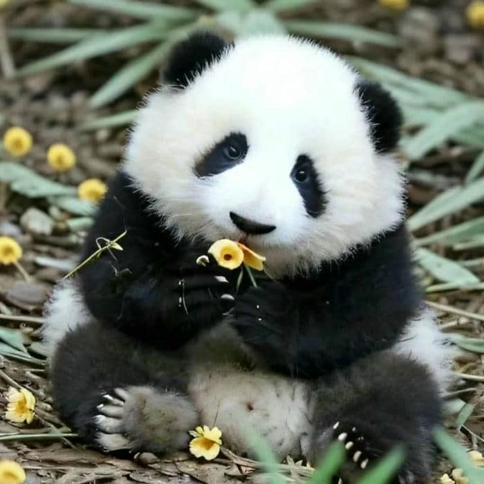 avatar gấu trúc (6)