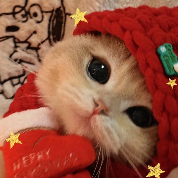 avatar giáng sinh đáng yêu