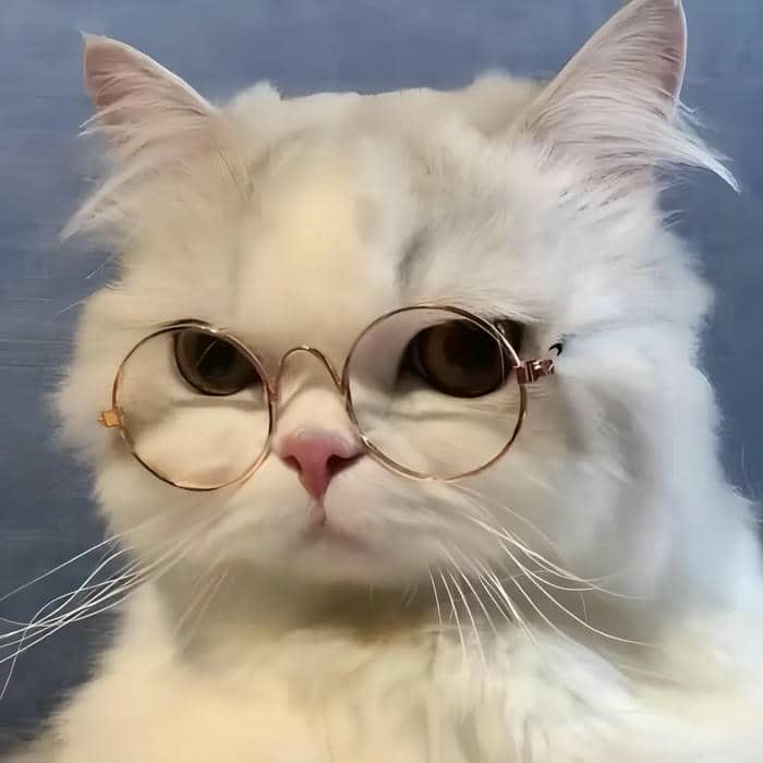 avatar hình mèo