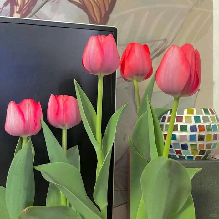 avatar hoa tulip
