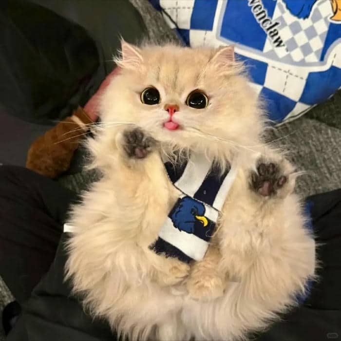 avatar mèo dễ thương