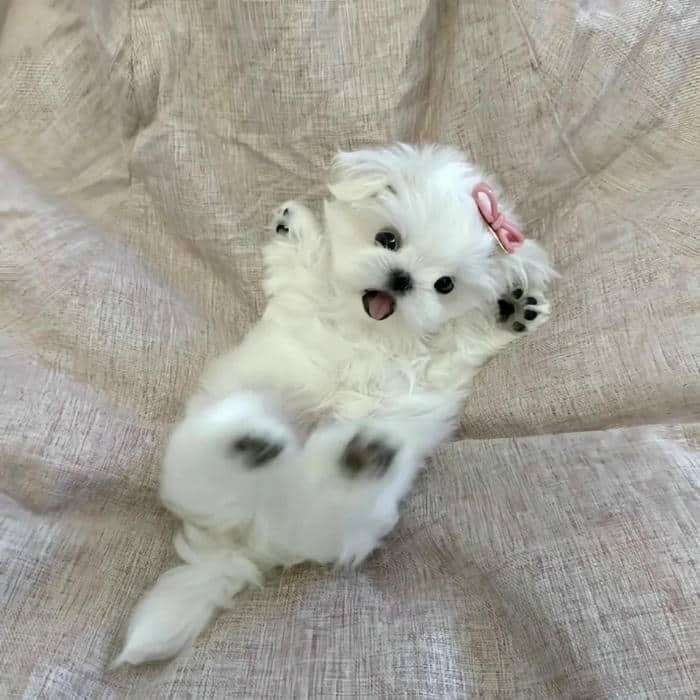 avatar thú cưng