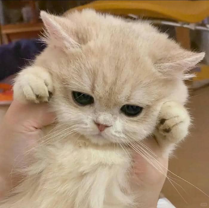 avatar tik tok cute