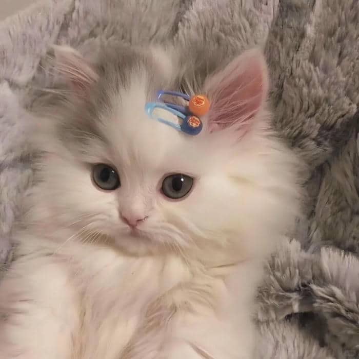 avt avatar ảnh mèo cute