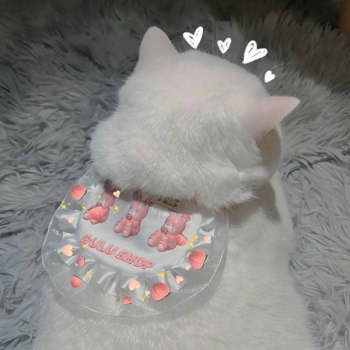 avt mèo cute