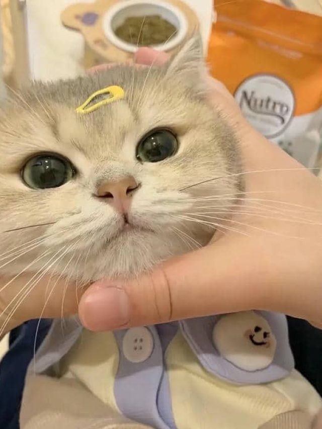 avatar đẹp mèo