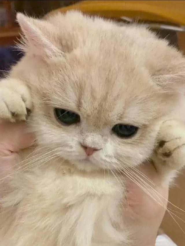 avatar tik tok cute
