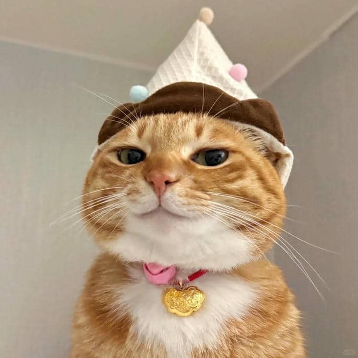 dễ thương avatar cute mèo