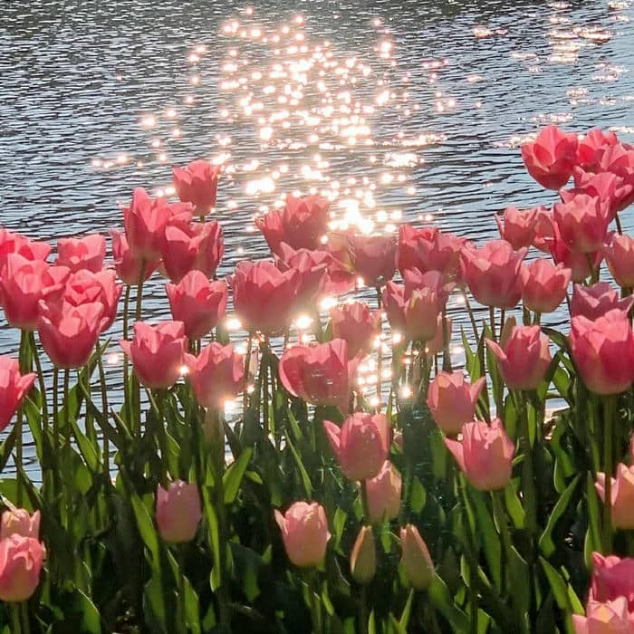 hình ảnh hoa tulip