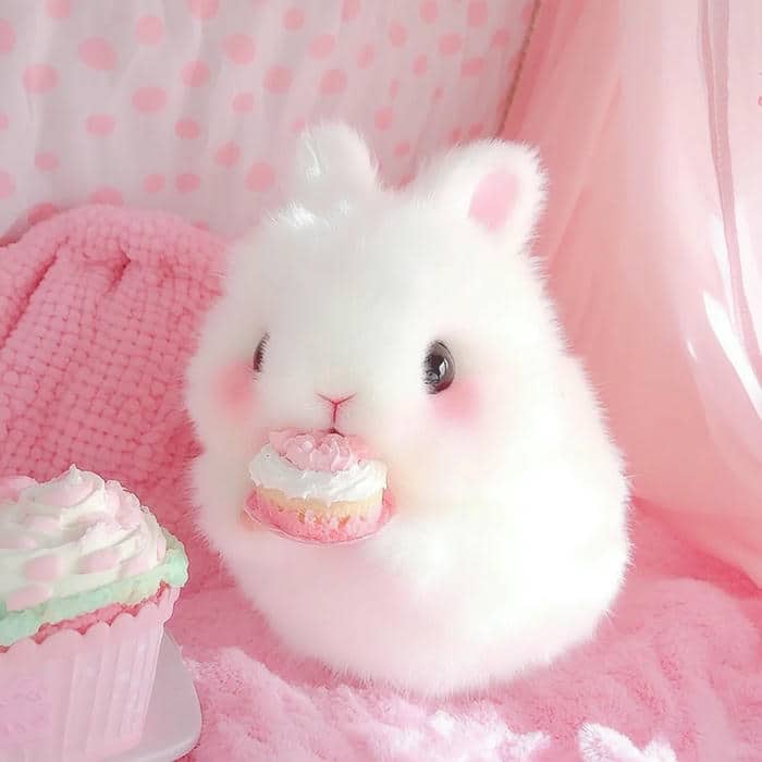 hình ảnh thỏ chibi cute