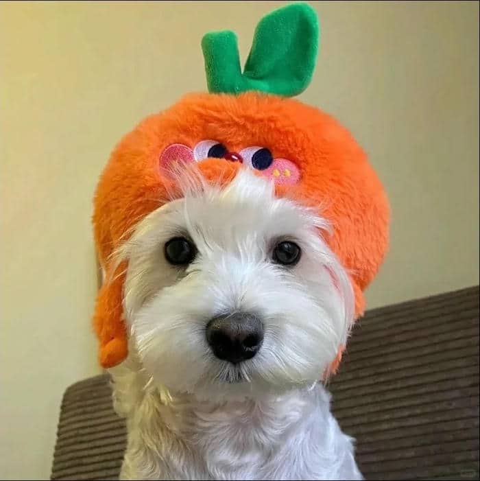 hình ảnh thú cưng hài hước