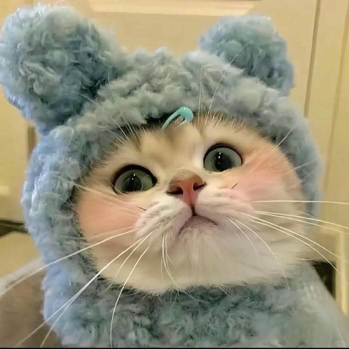 hình avatar mèo cute
