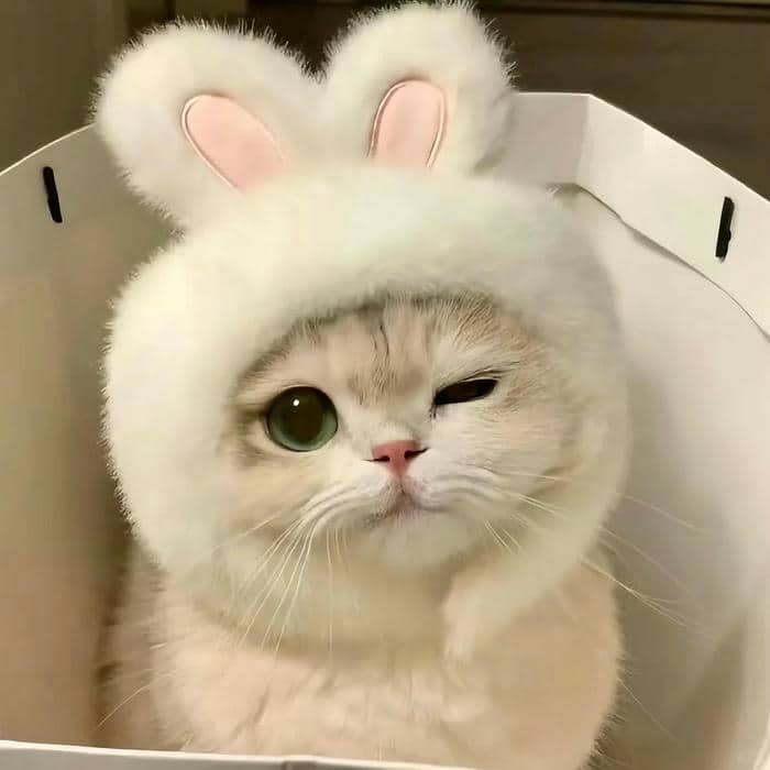hình avatar mèo