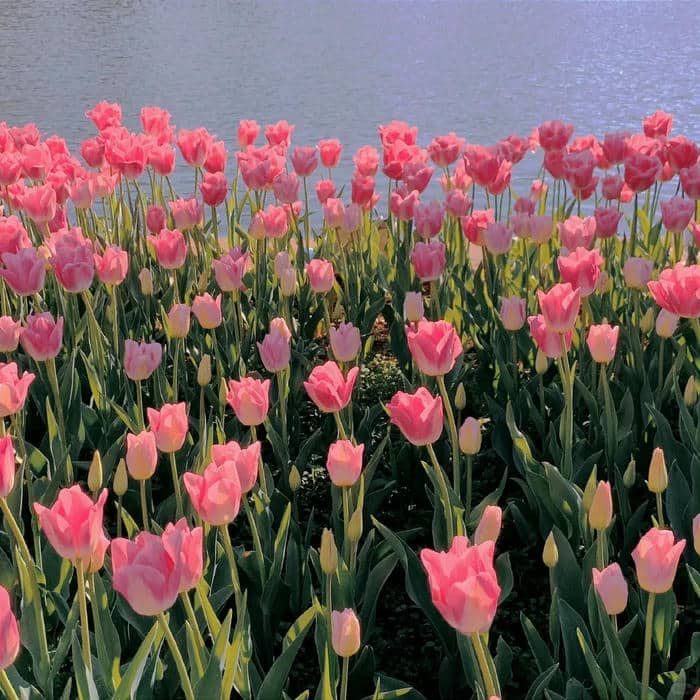 hình hoa tulip