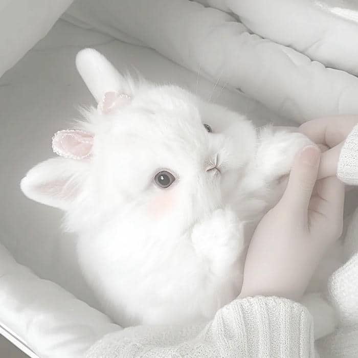 hình nền con thỏ cute